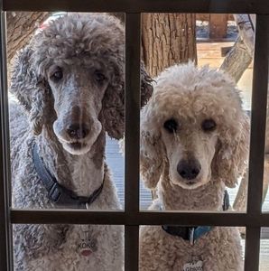 Meet your Posher, Simon